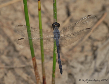 Erythrodiplax berenice, male